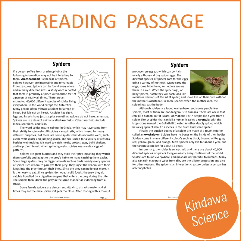 Spiders Reading Comprehension Passage And Questions Printable PDF 